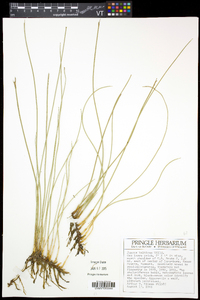 Juncus balticus subsp. littoralis image