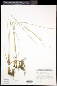 Juncus balticus subsp. littoralis image