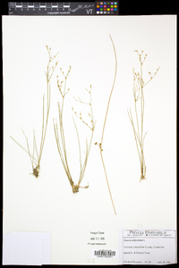 Juncus articulatus image