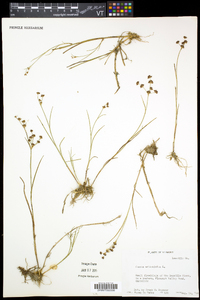 Juncus articulatus image