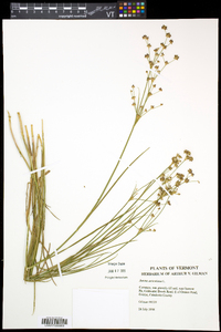 Juncus articulatus image