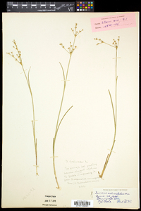 Juncus articulatus image