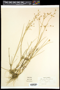 Juncus articulatus image