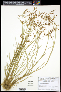 Juncus articulatus image