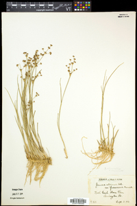 Juncus articulatus image