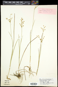 Juncus articulatus image