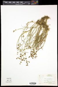 Juncus articulatus image