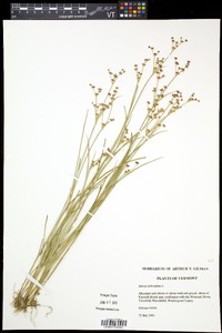 Juncus articulatus image