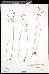 Juncus articulatus image