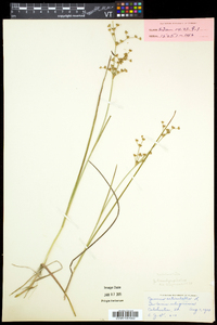 Juncus brachycephalus image