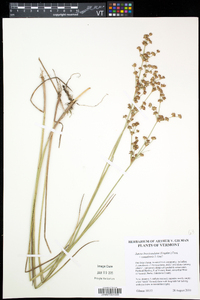 Juncus brevicaudatus image