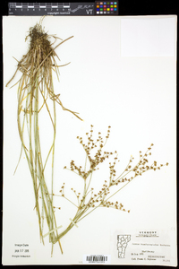 Juncus brachycephalus image