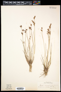 Juncus brevicaudatus image