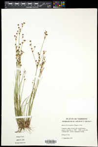 Juncus brevicaudatus image