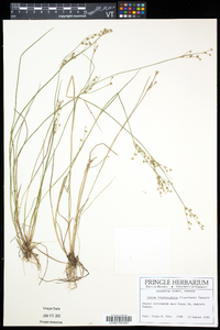 Juncus brevicaudatus image