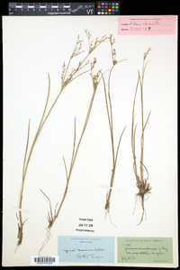 Juncus brevicaudatus image