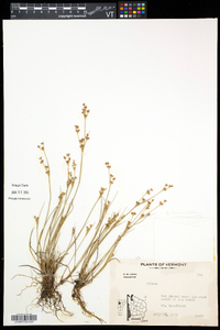 Juncus brevicaudatus image