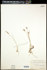 Juncus brevicaudatus image