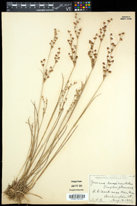 Juncus brevicaudatus image