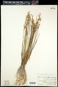 Juncus brevicaudatus image