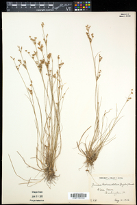 Juncus brevicaudatus image