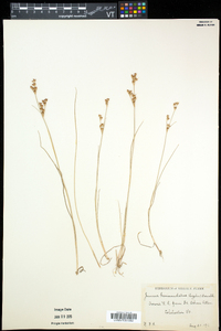 Juncus brevicaudatus image