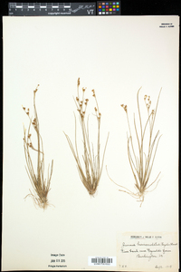 Juncus brevicaudatus image