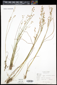 Juncus brevicaudatus image