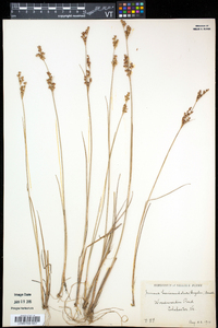 Juncus brevicaudatus image