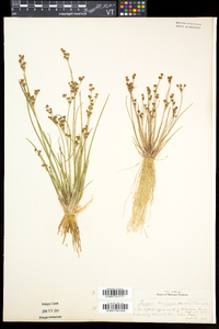 Juncus brevicaudatus image