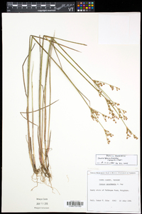 Juncus brevicaudatus image