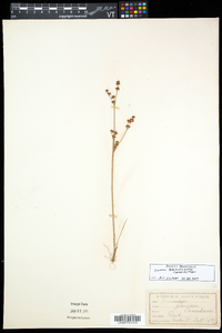 Juncus brevicaudatus image