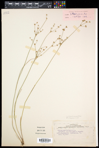 Juncus brevicaudatus image