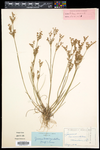 Juncus brevicaudatus image