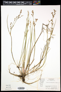 Juncus brevicaudatus image