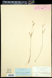 Juncus brevicaudatus image