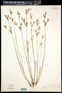 Juncus brevicaudatus image