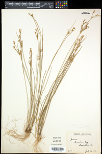 Juncus brevicaudatus image