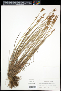 Juncus brevicaudatus image