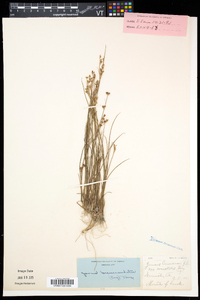 Juncus brevicaudatus image