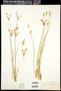 Juncus brevicaudatus image