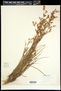 Juncus brevicaudatus image