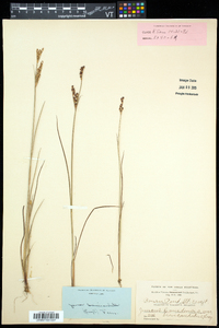 Juncus brevicaudatus image