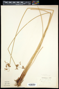 Juncus effusus var. solutus image