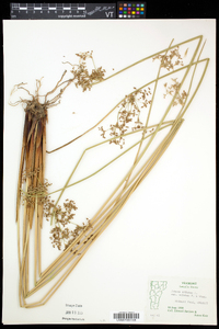 Juncus effusus var. solutus image