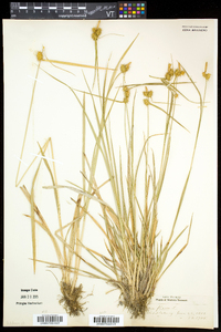 Carex flava image