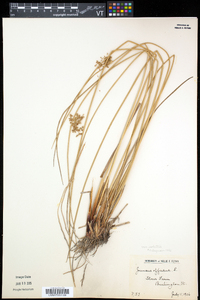 Juncus effusus var. solutus image