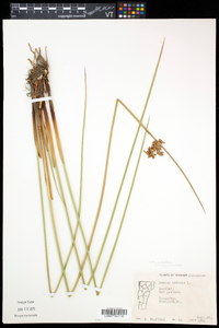 Juncus effusus var. solutus image