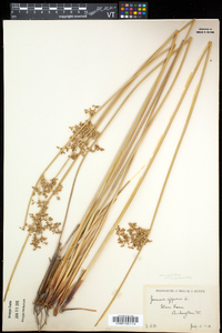 Juncus effusus var. solutus image