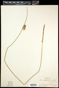 Juncus effusus var. solutus image